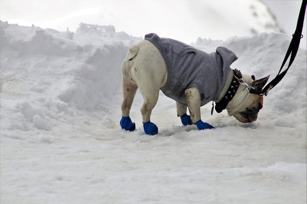 dog jacket keep warm