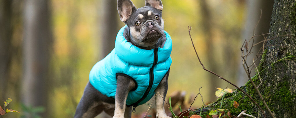 Blue dog jackets