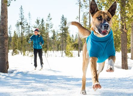 winter dog coats