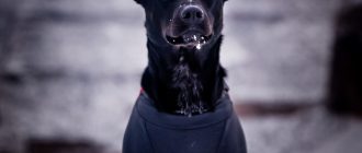 black short coat small dog with black shirt