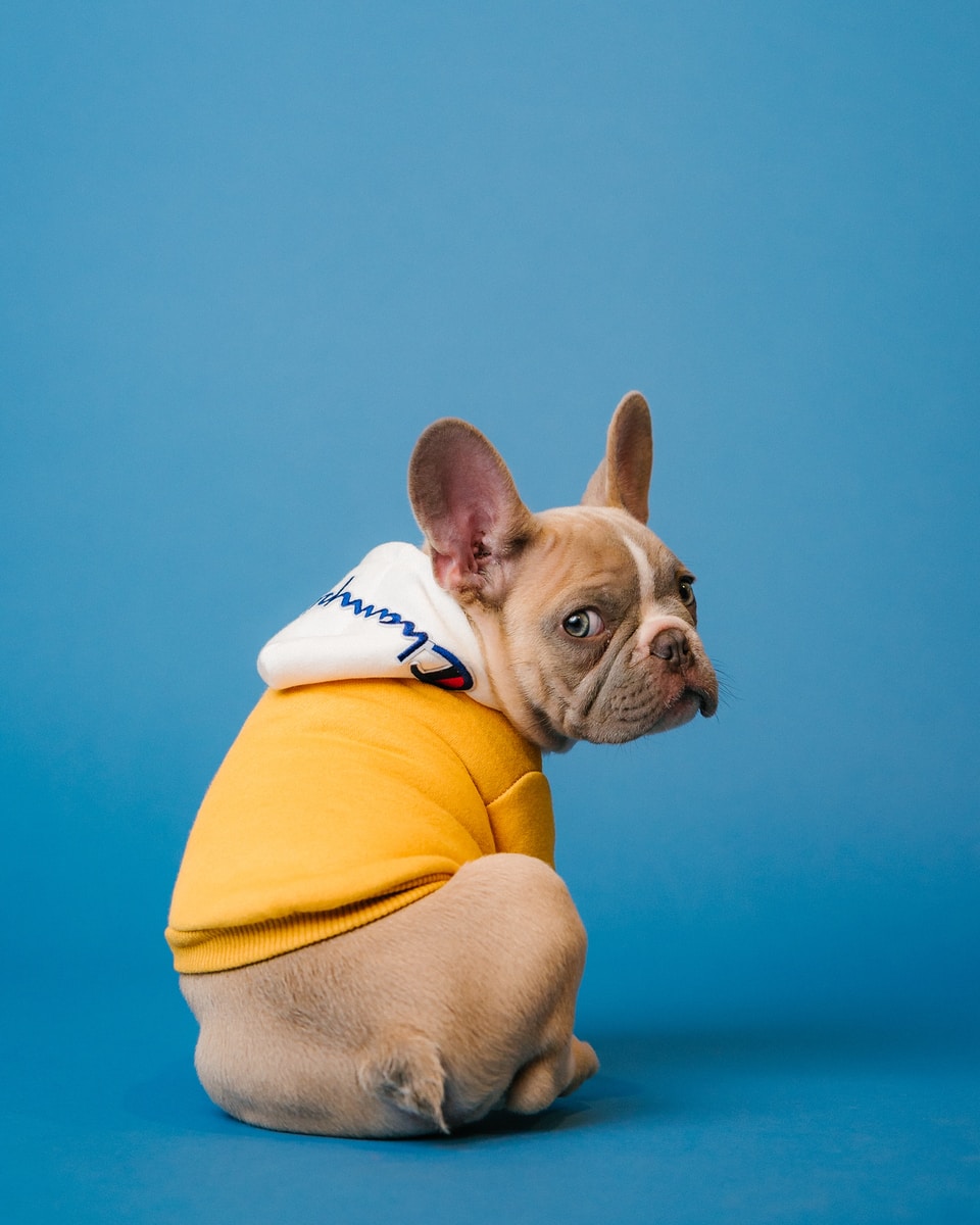 yellow dog jacket