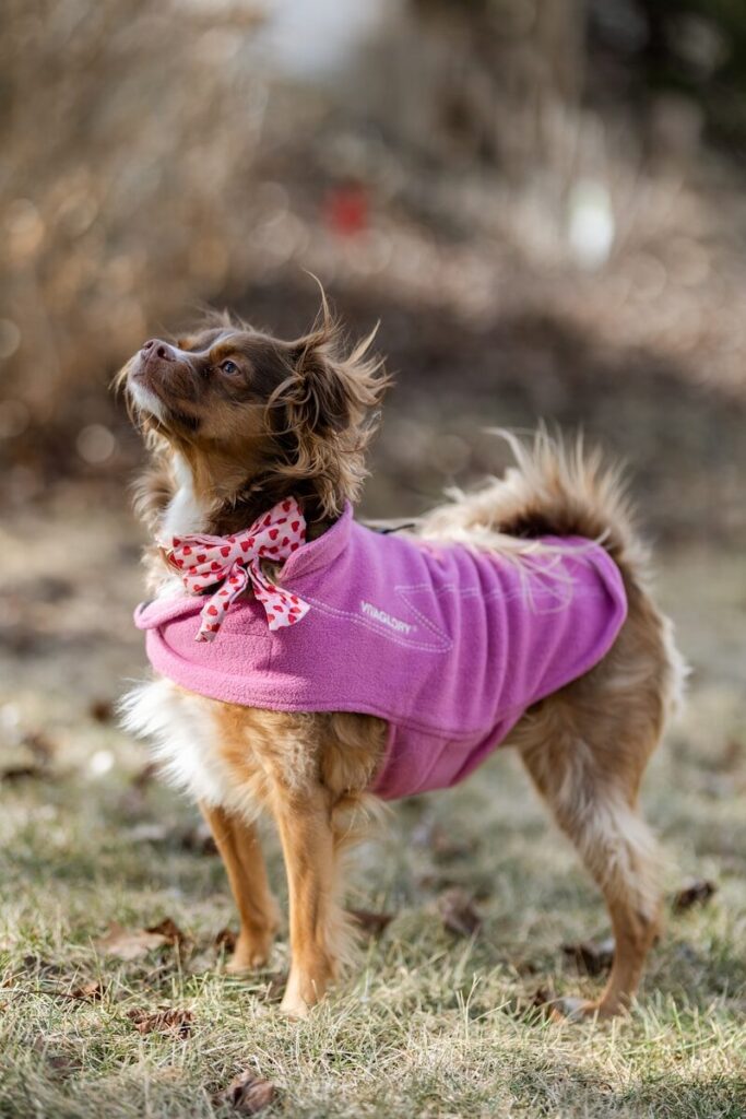 Pink Dog Jackets: How to Buy, Style, and Make the Color Work 3 pink dog jacket