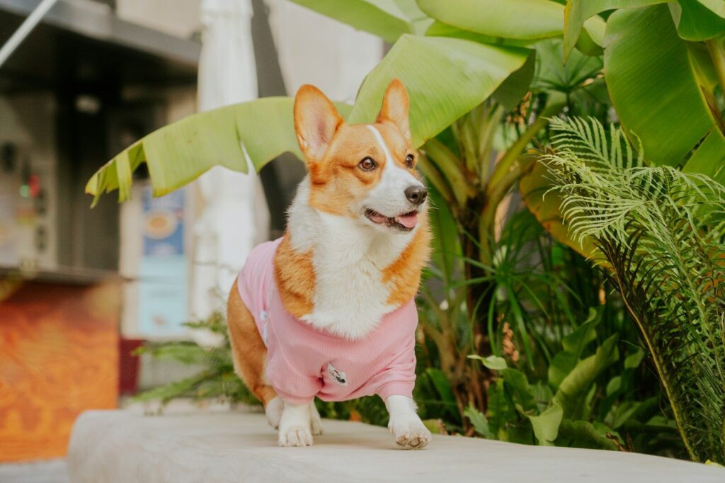 Pink Dog Jackets: How to Buy, Style, and Make the Color Work 2 pink dog jackets