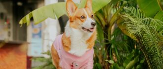 pink dog jackets