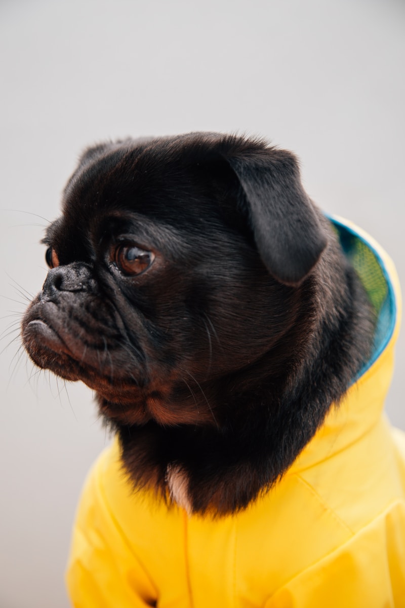 black pug wearing yellow jacket
